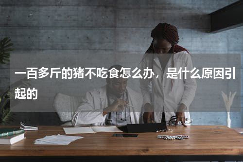 一百多斤的猪不吃食怎么办，是什么原因引起的