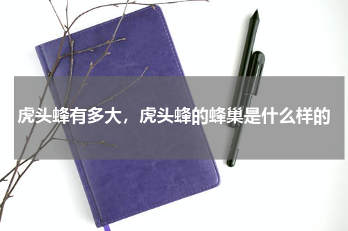 虎头蜂有多大，虎头蜂的蜂巢是什么样的