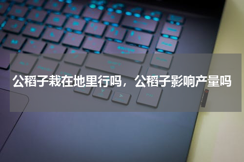 公稻子栽在地里行吗，公稻子影响产量吗