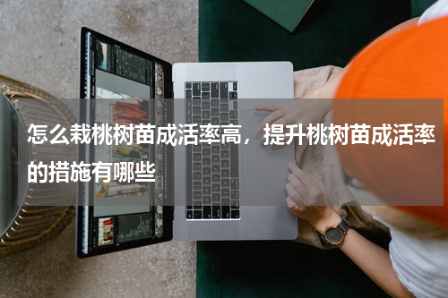 怎么栽桃树苗成活率高，提升桃树苗成活率的措施有哪些