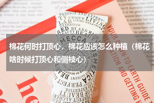 棉花何时打顶心，棉花应该怎么种植（棉花啥时候打顶心和侧枝心）