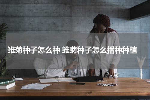 雏菊种子怎么种 雏菊种子怎么播种种植