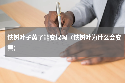 铁树叶子黄了能变绿吗（铁树叶为什么会变黄）