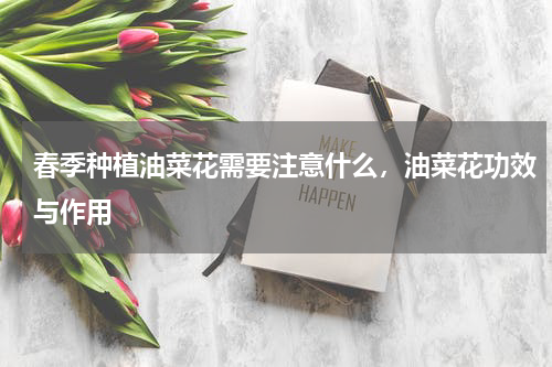春季种植油菜花需要注意什么，油菜花功效与作用
