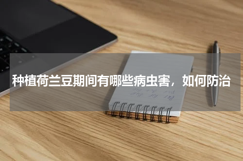 种植荷兰豆期间有哪些病虫害，如何防治