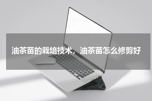 油茶苗的栽培技术，油茶苗怎么修剪好