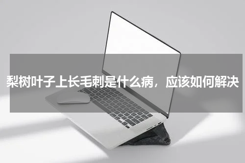 梨树叶子上长毛刺是什么病，应该如何解决