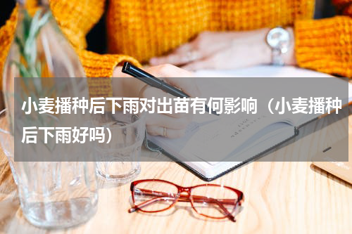 小麦播种后下雨对出苗有何影响（小麦播种后下雨好吗）