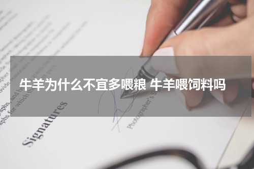 牛羊为什么不宜多喂粮 牛羊喂饲料吗