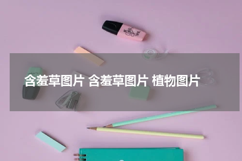 含羞草图片 含羞草图片 植物图片