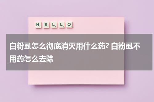 白粉虱怎么彻底消灭用什么药? 白粉虱不用药怎么去除