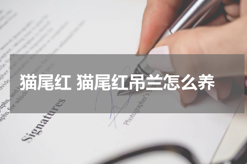猫尾红 猫尾红吊兰怎么养