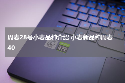 周麦28号小麦品种介绍 小麦新品种周麦40