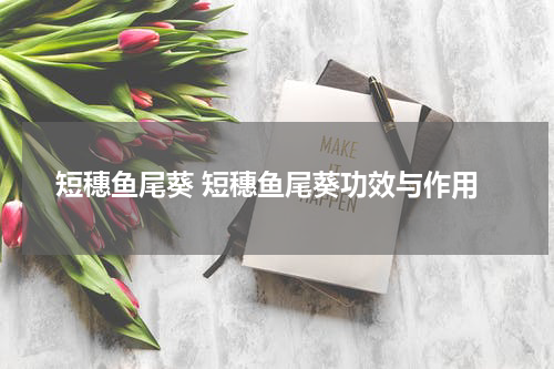 短穗鱼尾葵 短穗鱼尾葵功效与作用