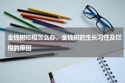 金钱树烂根怎么办，金钱树的生长习性及烂根的原因
