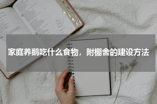 家庭养鹅吃什么食物，附棚舍的建设方法