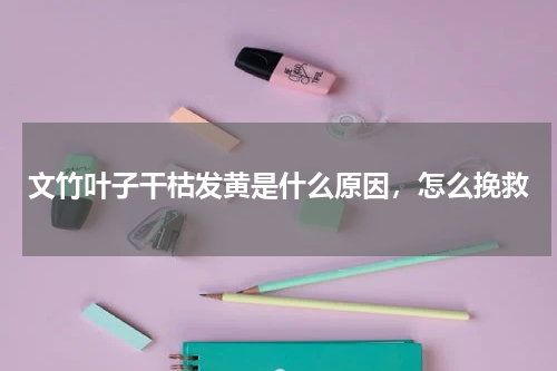 文竹叶子干枯发黄是什么原因，怎么挽救
