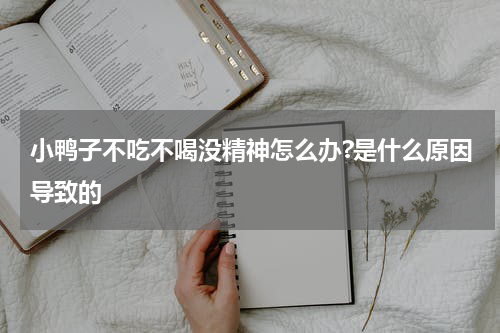 小鸭子不吃不喝没精神怎么办?是什么原因导致的