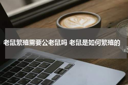 老鼠繁殖需要公老鼠吗 老鼠是如何繁殖的