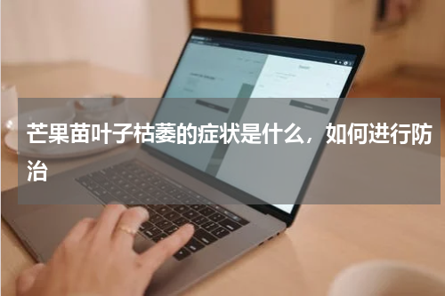 芒果苗叶子枯萎的症状是什么，如何进行防治