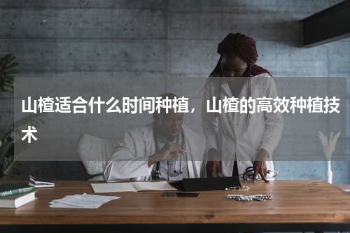 山楂适合什么时间种植，山楂的高效种植技术