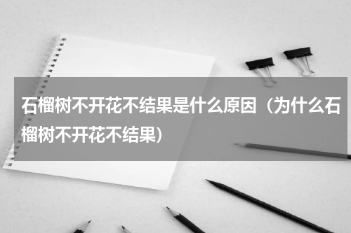 石榴树不开花不结果是什么原因（为什么石榴树不开花不结果）