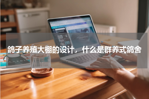 鸽子养殖大棚的设计，什么是群养式鸽舍