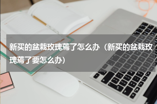 新买的盆栽玫瑰蔫了怎么办（新买的盆栽玫瑰蔫了要怎么办）