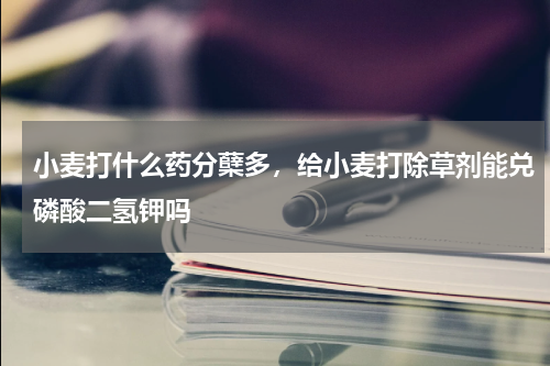 小麦打什么药分蘖多，给小麦打除草剂能兑磷酸二氢钾吗