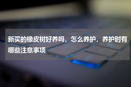 新买的橡皮树好养吗，怎么养护，养护时有哪些注意事项