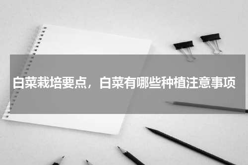 白菜栽培要点，白菜有哪些种植注意事项