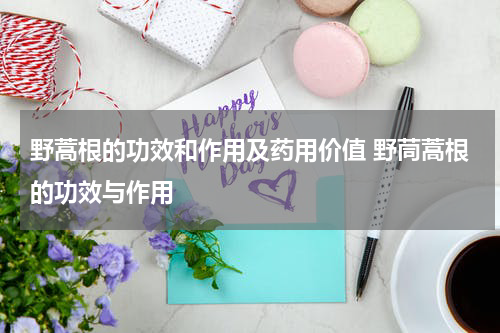 野蒿根的功效和作用及药用价值 野茼蒿根的功效与作用