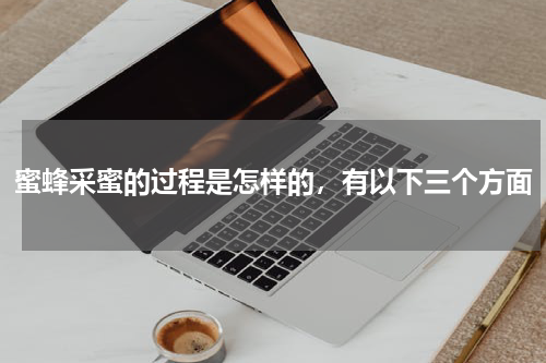 蜜蜂采蜜的过程是怎样的，有以下三个方面