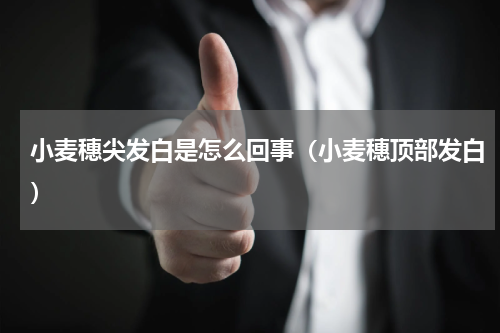 小麦穗尖发白是怎么回事（小麦穗顶部发白）