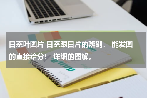 白茶叶图片 白茶跟白片的辨别， 能发图的直接给分！ 详细的图解。