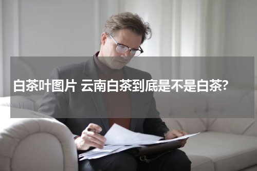 白茶叶图片 云南白茶到底是不是白茶?