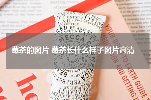 莓茶的图片 莓茶长什么样子图片高清
