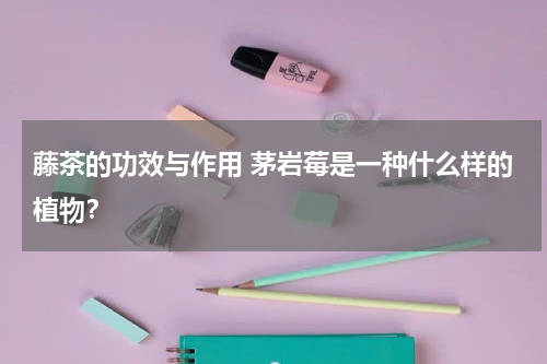 藤茶的功效与作用 茅岩莓是一种什么样的植物？